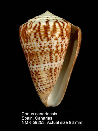 Conus canariensis.jpg - Conus canariensis (Tenorio, Abalde, Pardos-Blas & Zardoya,2020)
